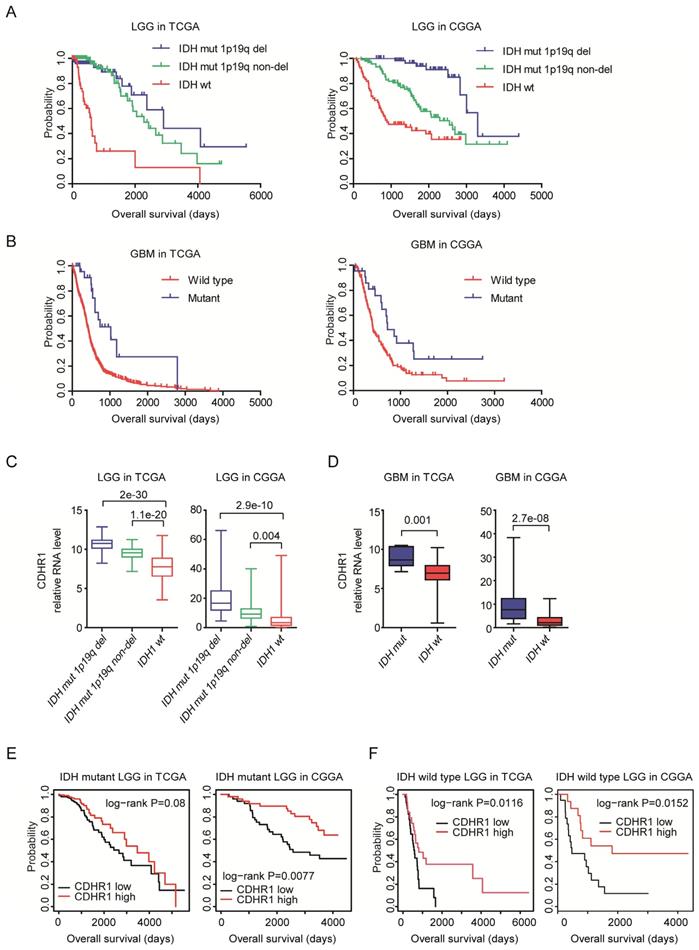 J Cancer Image