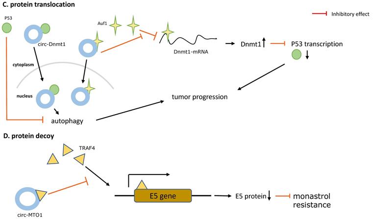 J Cancer Image