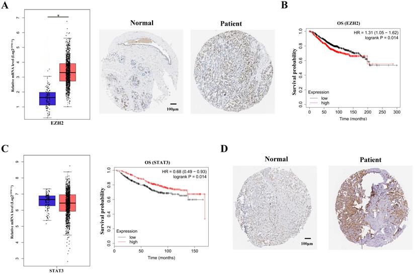 J Cancer Image