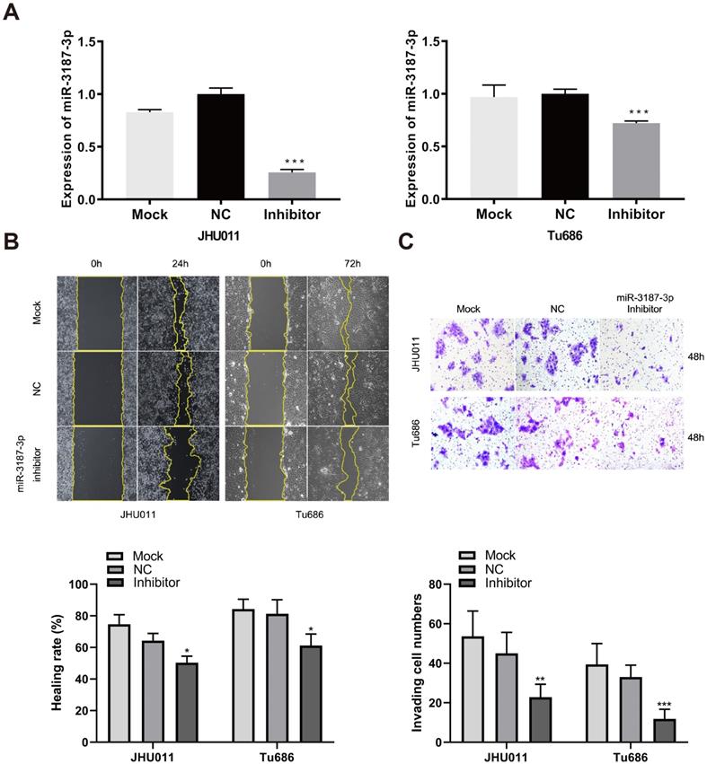 J Cancer Image