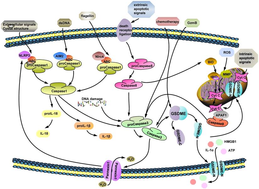 J Cancer Image