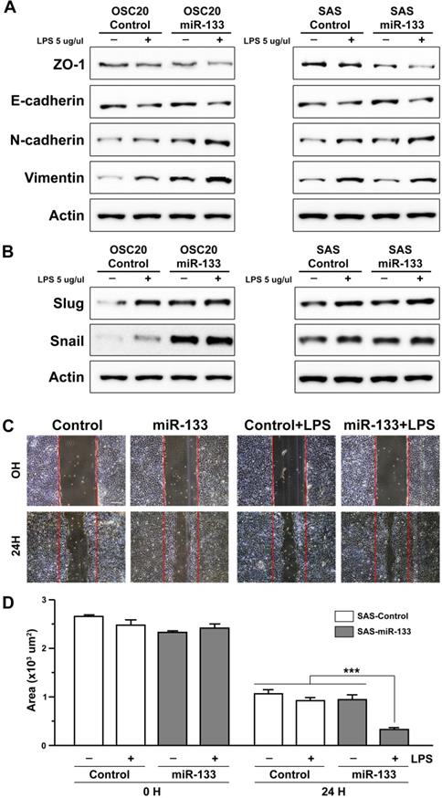 J Cancer Image