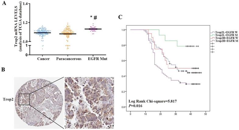 J Cancer Image