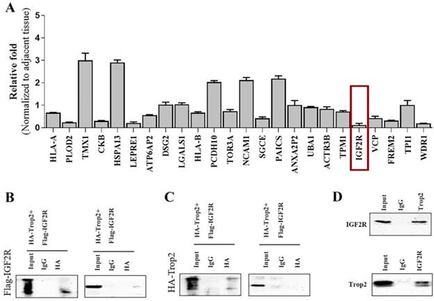 J Cancer Image