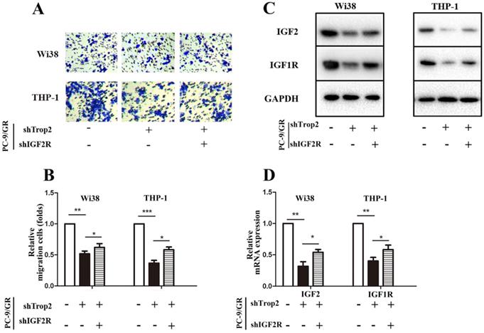 J Cancer Image