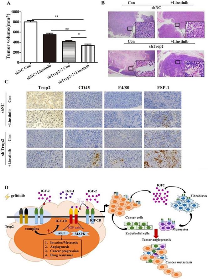 J Cancer Image