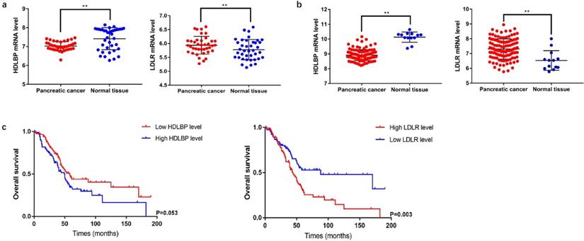 J Cancer Image