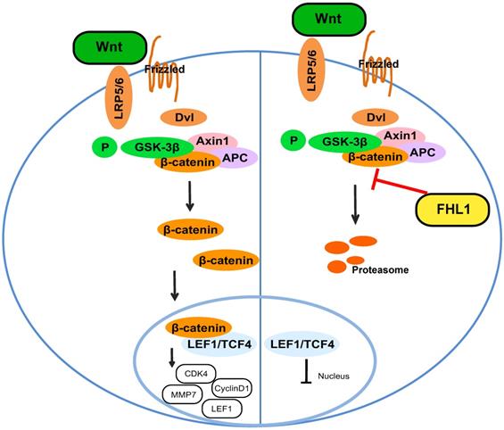 J Cancer Image