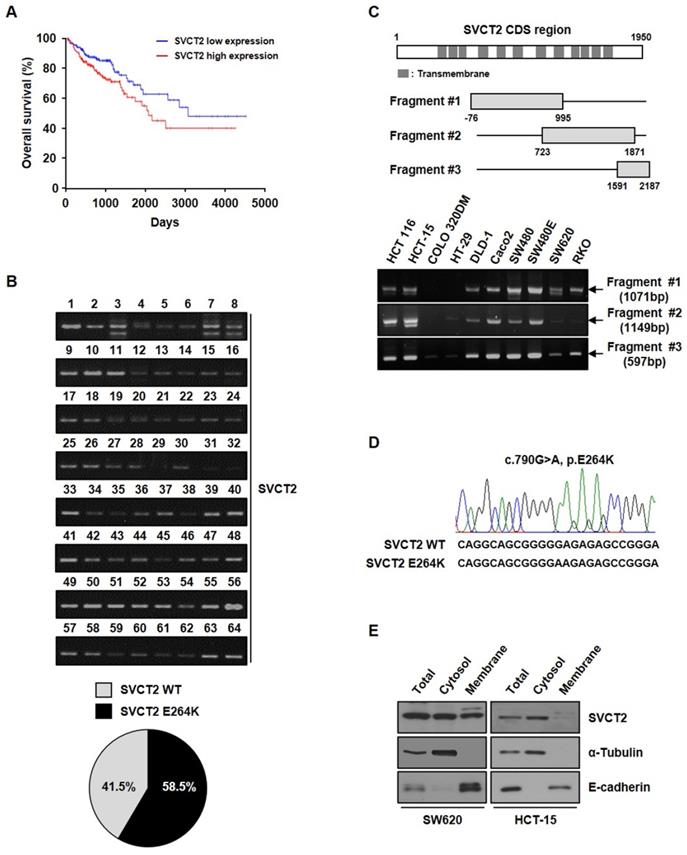 J Cancer Image