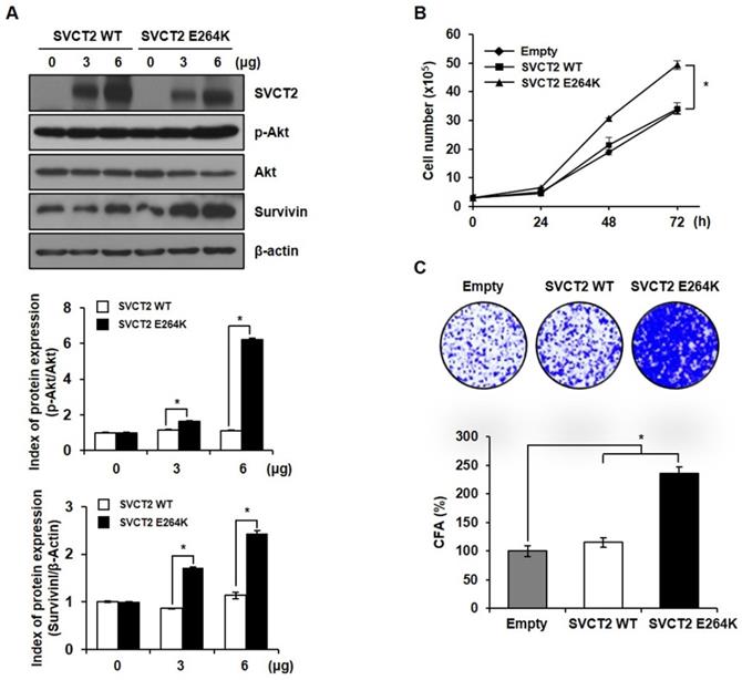 J Cancer Image