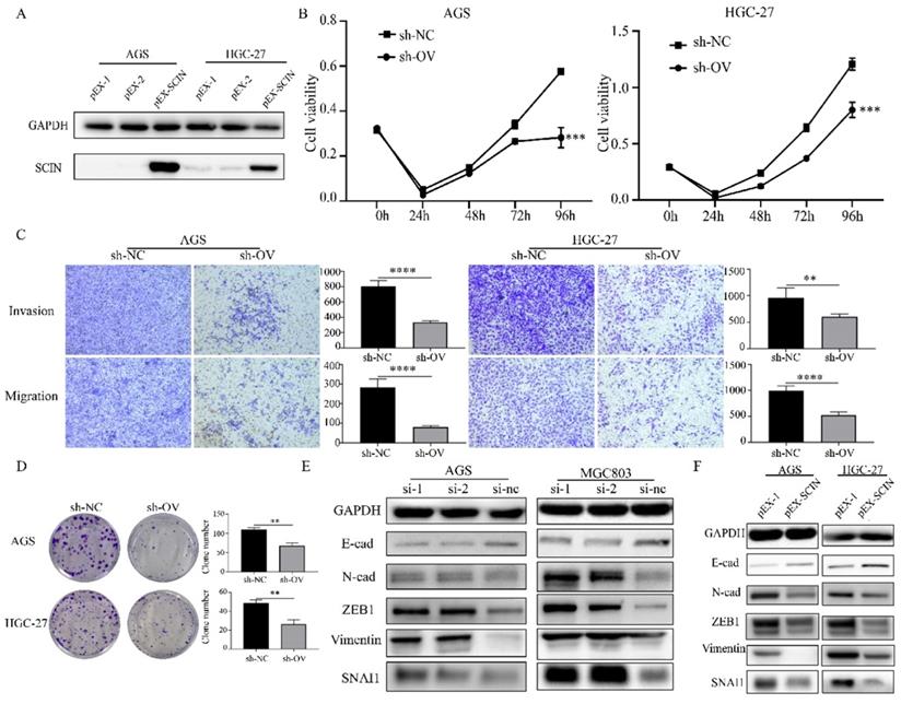 J Cancer Image