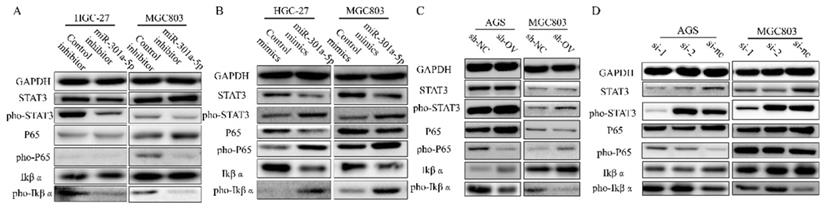 J Cancer Image