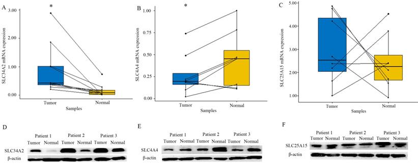 J Cancer Image