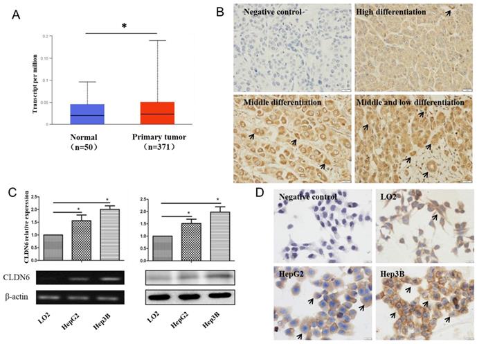 J Cancer Image