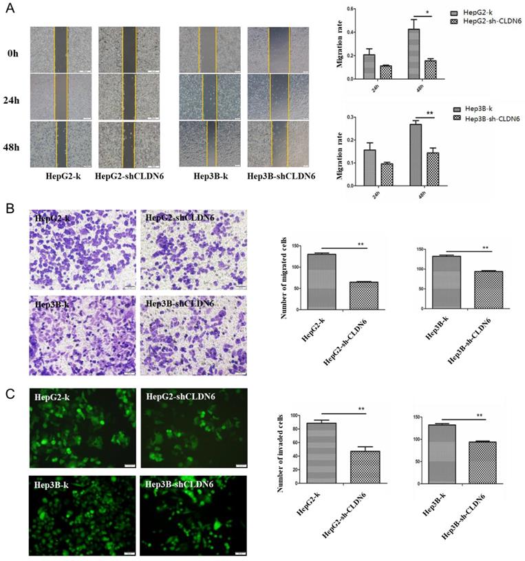 J Cancer Image