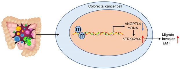 J Cancer Image