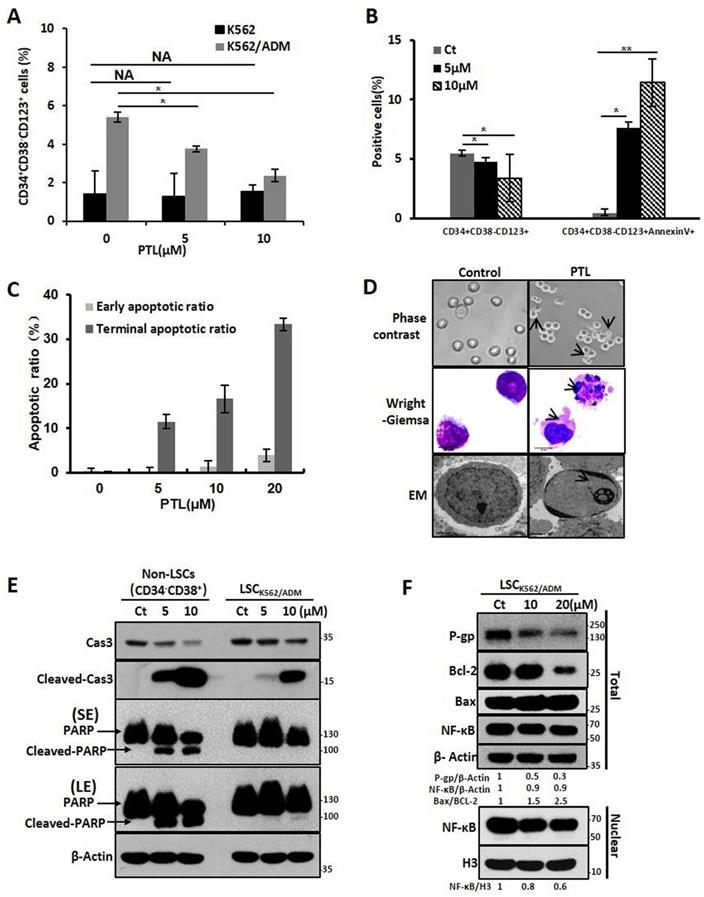 J Cancer Image