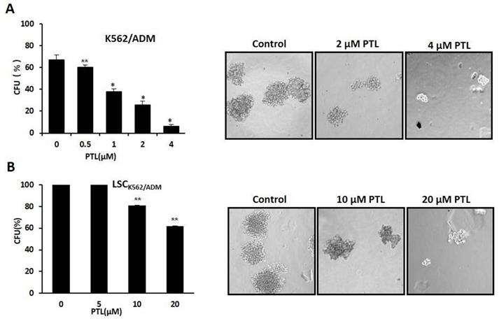 J Cancer Image