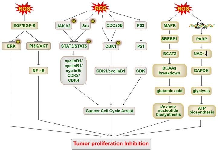 J Cancer Image