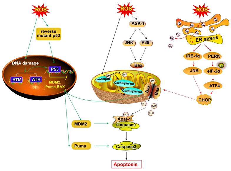 J Cancer Image