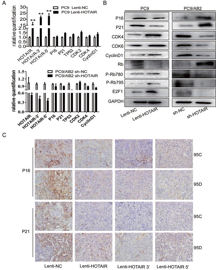 J Cancer Image