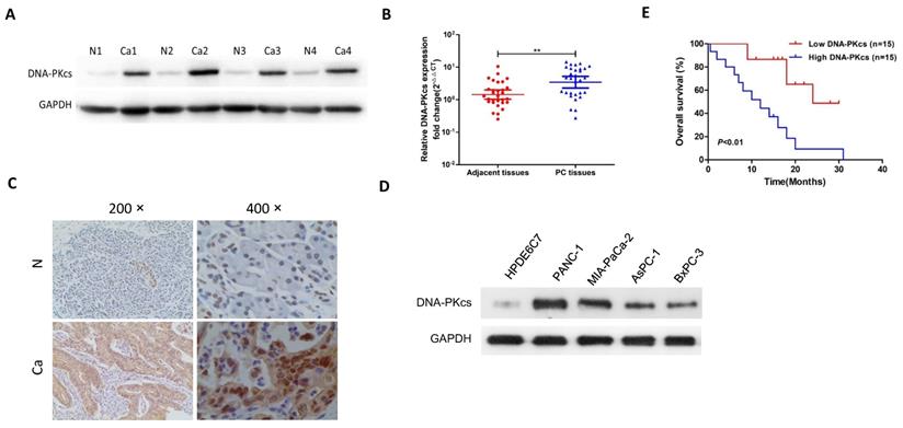 J Cancer Image