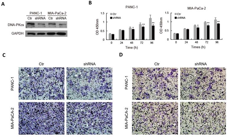 J Cancer Image