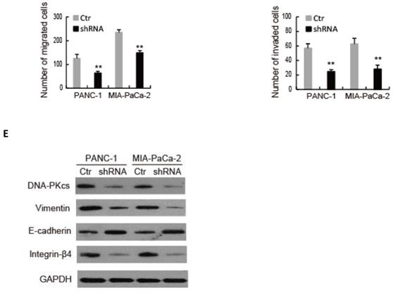 J Cancer Image