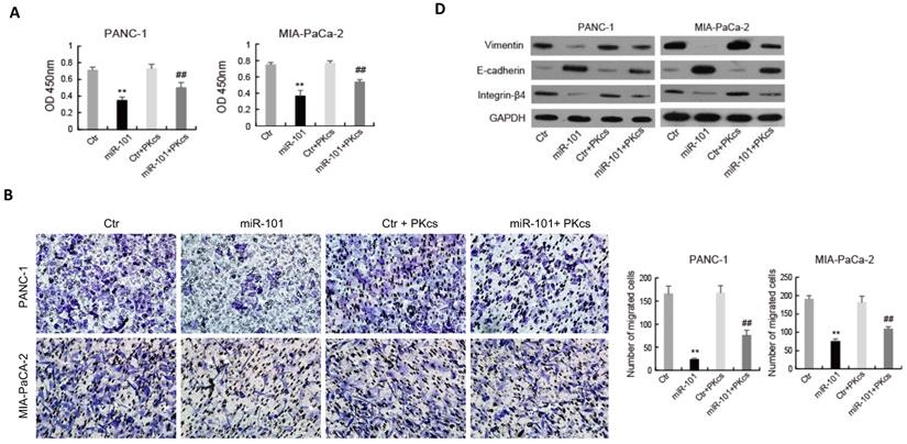 J Cancer Image