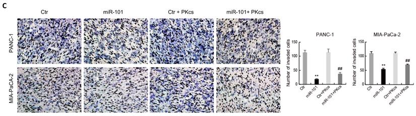 J Cancer Image