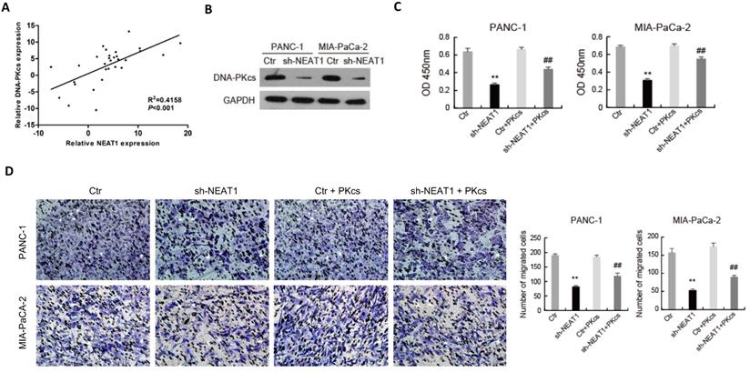 J Cancer Image