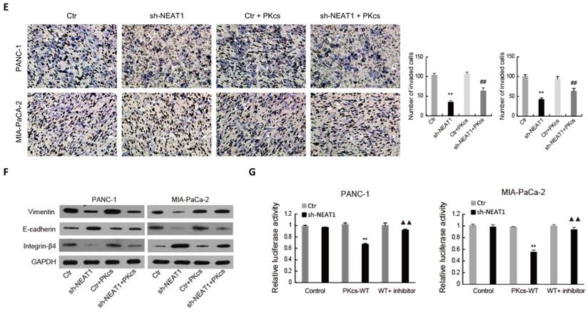 J Cancer Image