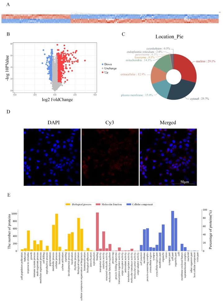 J Cancer Image