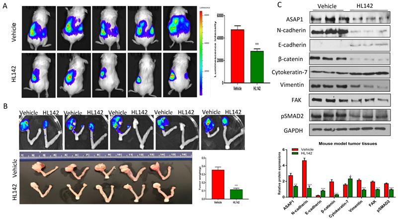 J Cancer Image