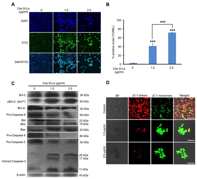 J Cancer Image