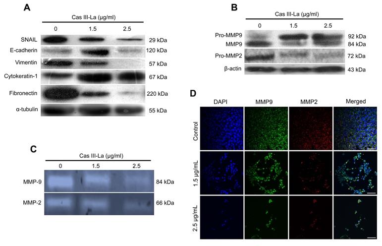 J Cancer Image