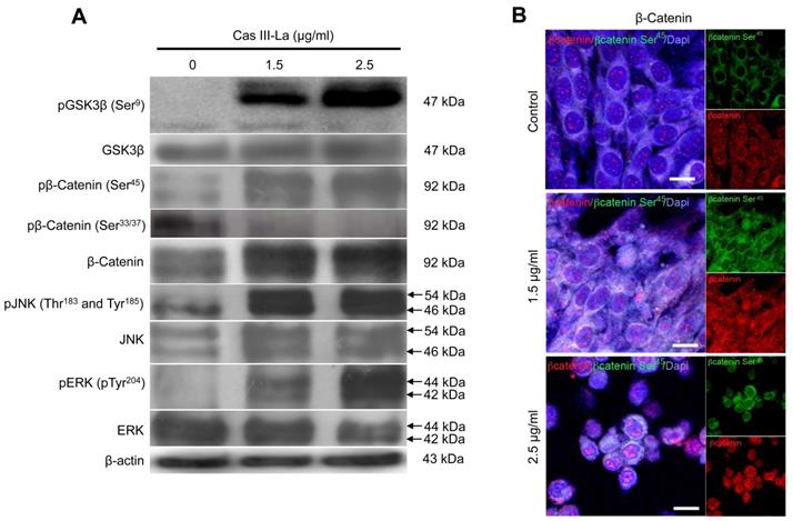 J Cancer Image