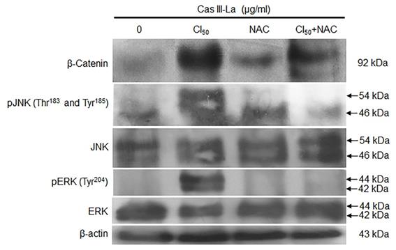 J Cancer Image