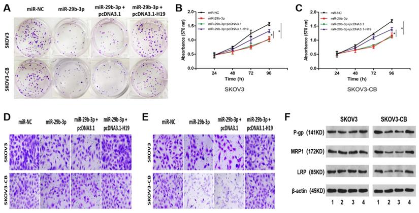 J Cancer Image