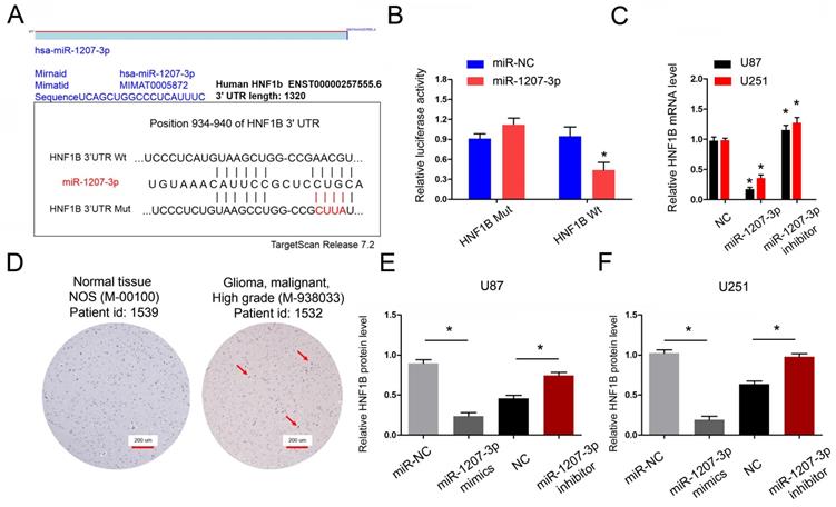 J Cancer Image