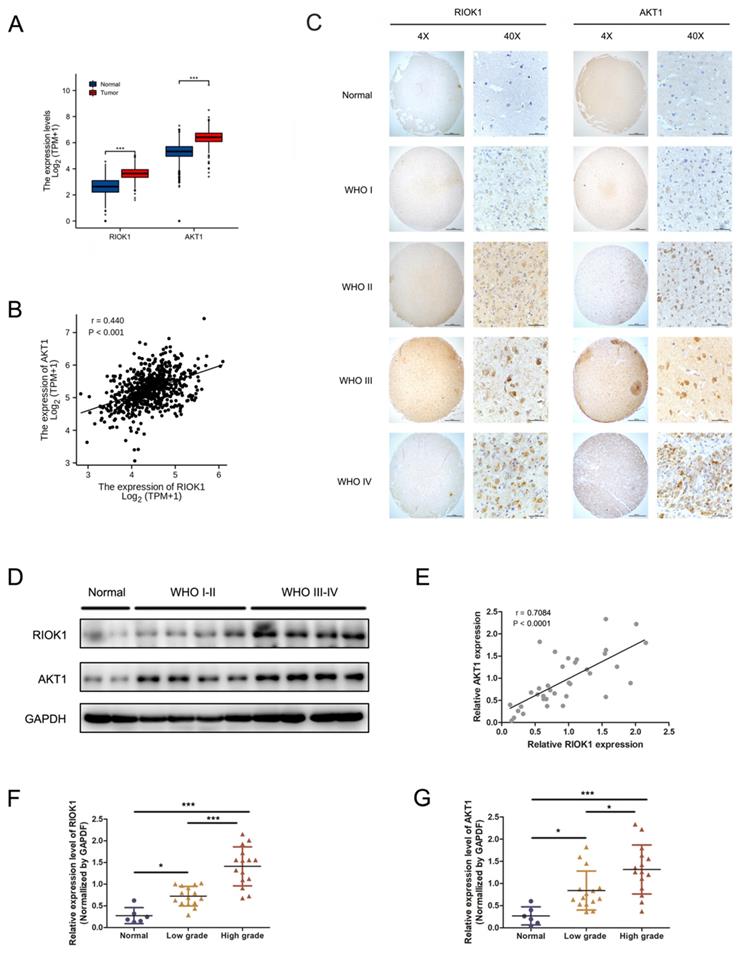 J Cancer Image