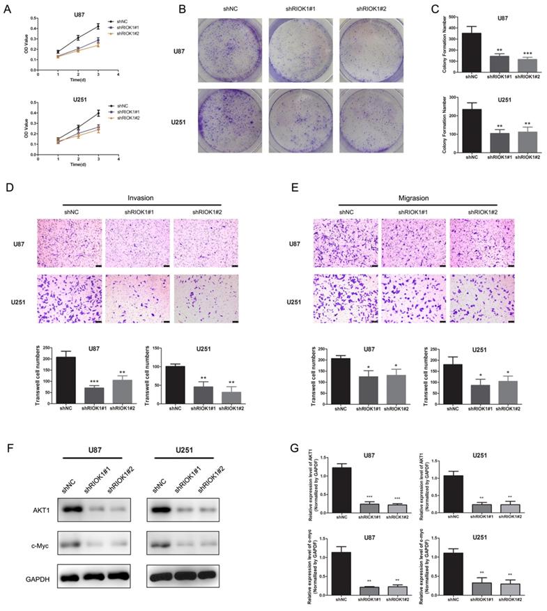 J Cancer Image