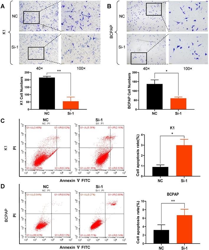 J Cancer Image