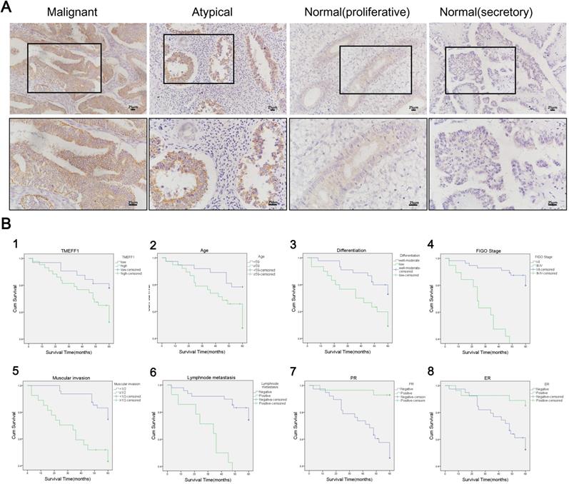 J Cancer Image