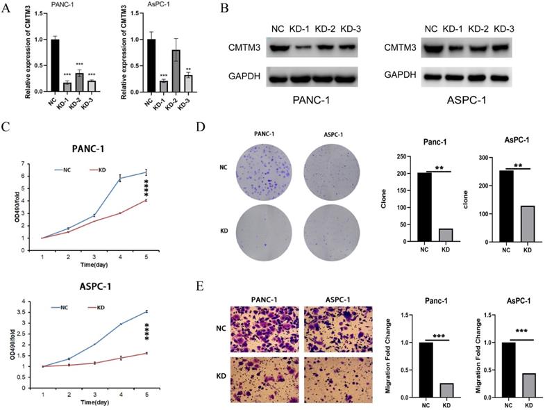 J Cancer Image