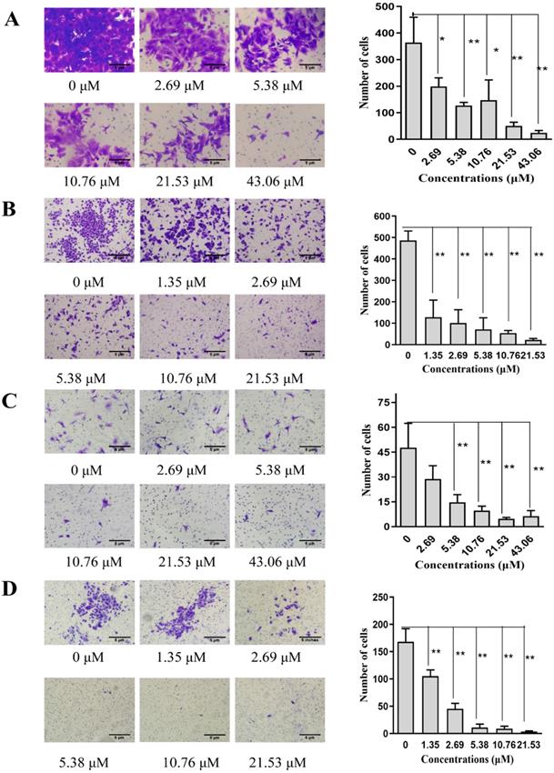 J Cancer Image