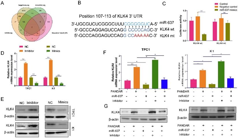 J Cancer Image