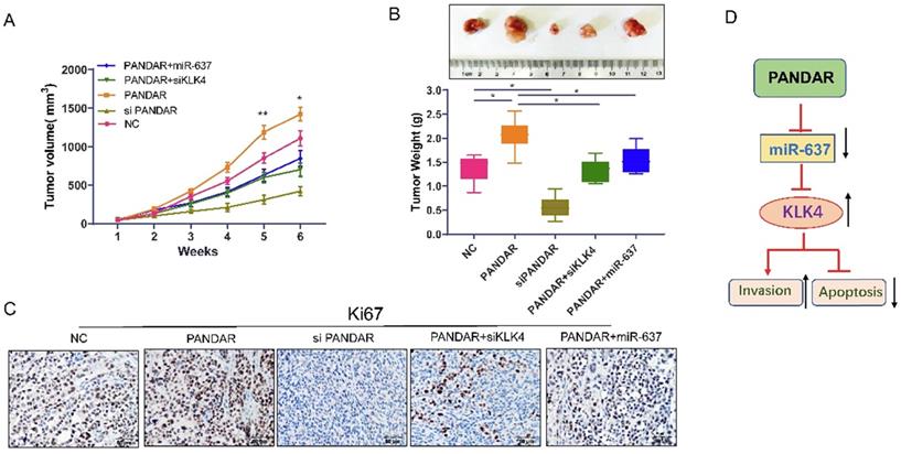 J Cancer Image