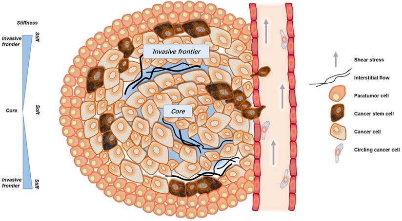 J Cancer Image