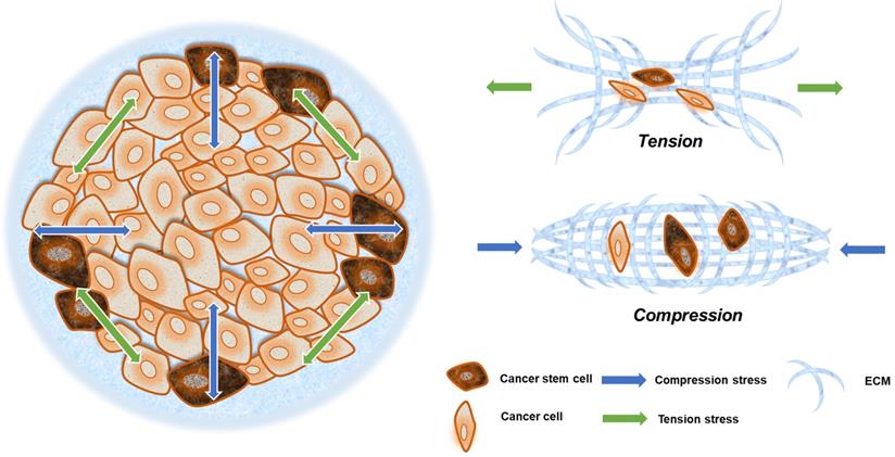 J Cancer Image